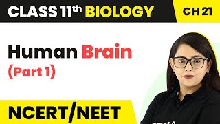 Human Brain Part 1  Neural Control And Coordination  Class 11 Biology NEET  AIIMS [upl. by Madid]