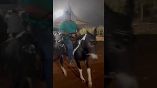 E BICHO BÃO youtubeshorts horse shorts [upl. by Ydennek985]