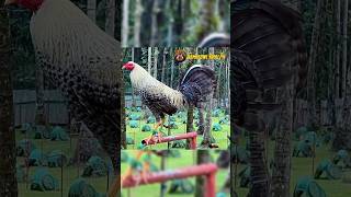 Kanawayon Dom of Kate L Kurt Gamefarm gamefowlviralph chicken roosters ayam gamefowlbreeder [upl. by Hanoj]