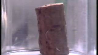 A Sample Of Cork In A Vacuum [upl. by Asylem]