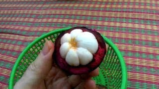 Picking and Eating a Ripe Purple Mangosteen  Garcinia Mangostana  HD Video [upl. by Aveneg461]