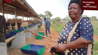 cattle feedlot establishment in uganda by hamiisi semanda 256773343283 [upl. by Meilen868]