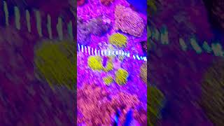 how to get zoanthids to grow faster zoanthids zoas corals [upl. by Eanerb]