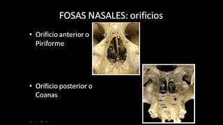 Fosas nasales cavidad bucal y glandulas salivales  Anatomía [upl. by Yrreiht987]