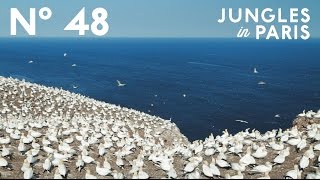 The Giant Gannet Colony of the Gaspé Peninsula Bonaventure Quebec [upl. by Ahseiat641]