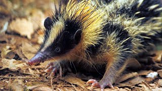 Lowland Streaked Tenrec Madagascar Hedgehog Shrew [upl. by Orual]