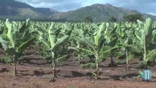 Haïti parie sur la banane avec Agritrans [upl. by Haywood]