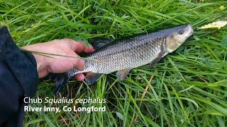 Chub Squalius cephalus from the River Inny Co Longford [upl. by Aruasor111]