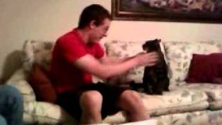 Kid Tortures His Cat Into Attacking [upl. by Fronniah]