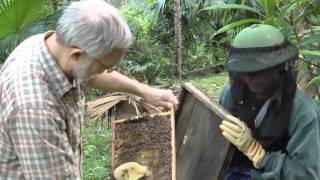 Beekeeping Extension in Vietnam [upl. by Huntingdon]