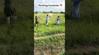 Hunting Tarantula amazing farming shortsvideo [upl. by Studdard]