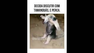 Tamanduá da treta haha memes comediaanimal humor rircomanimais [upl. by Amerigo]