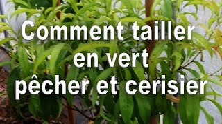 Comment tailler en vert le pêcher et le cerisier [upl. by Tyra]