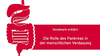 Die Rolle des Pankreas in der menschlichen Verdauung [upl. by Wat]