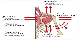 serratus anterior and brachial plexus [upl. by Houghton252]