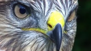 Common Buzzard Buteo buteo Škanjac Velebit [upl. by Linette]