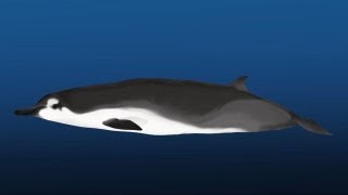 Science Bulletins Rarest Whale on Earth Identified in New Zealand [upl. by Adnawuj574]