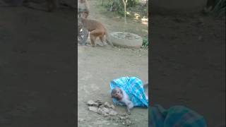 Someone is wearing clothes someone is quarreling monkey funnyanimals comedy viralvideos short [upl. by Oynotna]