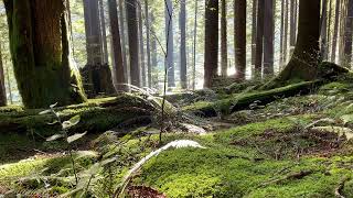 Sun and Lake Shining through Golden Ears Park Forest canada nature park relaxing forest sunset [upl. by Eaton901]