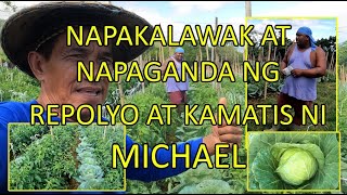 NAPAKALAWAK AT NAPAGANDA NG REPOLYO AT KAMATIS NI MICHAEL [upl. by Rye]