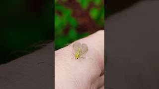 Green LacewinginsectChrysopa lacewig insects nature naturalife [upl. by Auhesoj241]