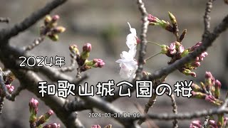 2024年 和歌山城公園の桜 [upl. by Dihsar]