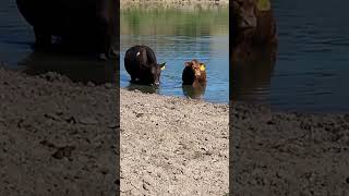 quotJust another day at the Mootel Poolquot Texas cattle ponds [upl. by Nazario667]