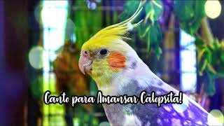 🦜 Canto para Amansar Calopsita em 5 minutos 🦜 [upl. by Ecneret501]