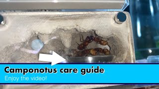 Camponotus care guide How to keep Camponotus ants as pets [upl. by Anyaled197]