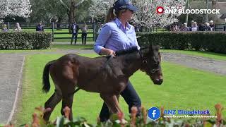 ANZ Stallion Parades Day 7  Widden Stud [upl. by Oguh]