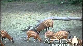 Hunting Bongo  AfricaHuntingcom [upl. by Neiluj]