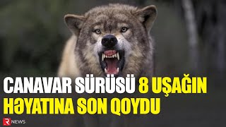 Canavar sürüsü 8 uşağın həyatına son qoydu  RTV [upl. by Tab]