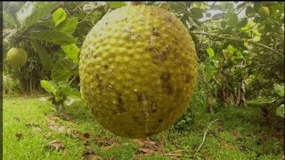 Breadfruit Smoothie [upl. by Norat]