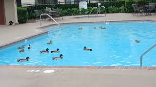 Sage Park Swim Pool Mallards [upl. by Naehs517]