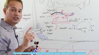 Role of Oxygen in Tissue Blood Flow [upl. by Namor]