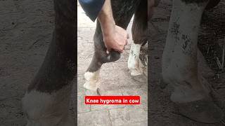 Carpal hygroma in cowknee hygroma cow hygroma veterinarystudy vet cow animals shorts viral [upl. by Plank557]