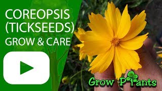 Coreopsis  grow amp care Tickseeds [upl. by Scevo]