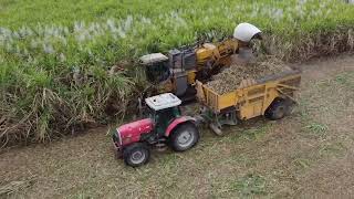 Cutting sugarcane west of Mackay with a cameco 2500 and two Massey Ferguson 8130’s [upl. by Ahsakal431]