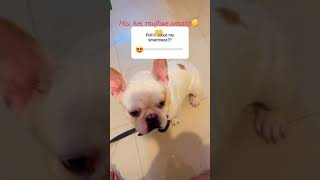 Funny video😘 Dog Doglover cute Trending Pet Pets Youtubeshorts Viral comedy reels love [upl. by Niroc714]