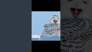 Details About SNOW OWLtruefacts snowowl owl [upl. by Yhtur]