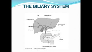 Acute Cholecystitis and Cholangitis [upl. by Ginni292]