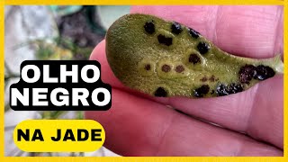 Fungo OLHO NEGRO PINTA PRETA OLHO DE POMBO na jade plants garden [upl. by Lladnarc]