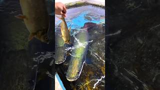 arapaima food hunting style  fresh water monster fish arapima rivermonster hobbyspot [upl. by Ynitsed937]