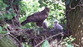 Common Buzzard 07 NEW FOREST 6th June 2016 [upl. by Annaujat]