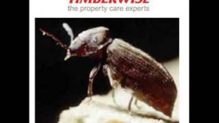 The Lifecycle of Woodworm  A podcast from the woodworm experts  Timberwise [upl. by Ardnahsal]