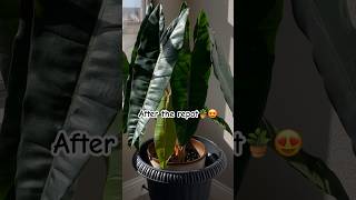 Large Philodendron Billietiae philodendron plants houseplants [upl. by Janiuszck]