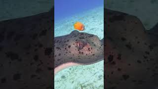 Ultimate Snorkeling Paradise Maldives Greece Bali and Marsa Alam 2023 [upl. by Ailem616]