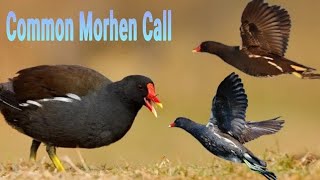 Suara Pikat Burung Madar Batu  common moorhen calling [upl. by Ahsataj]