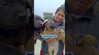 🔵⚪ ¡ATENCIÓN VETERINARIA GRATUITA PARA NUESTROS PELUDITOS CHALACOS [upl. by Adriena911]