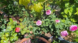 First blooms of The Ancient Mariner Raspberry cupcake and Boscobel roses [upl. by Emearg]